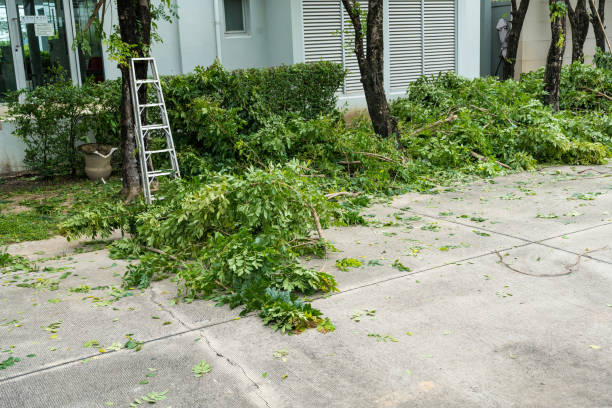 How Our Tree Care Process Works  in  Rockville, IN