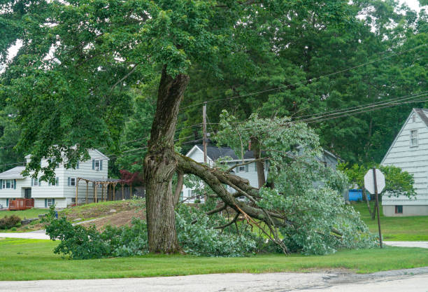 Best Hedge Trimming  in Rockville, IN