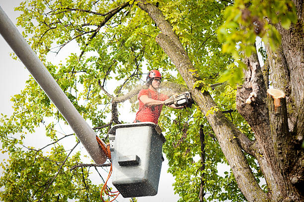 Professional Tree Services in Rockville, IN